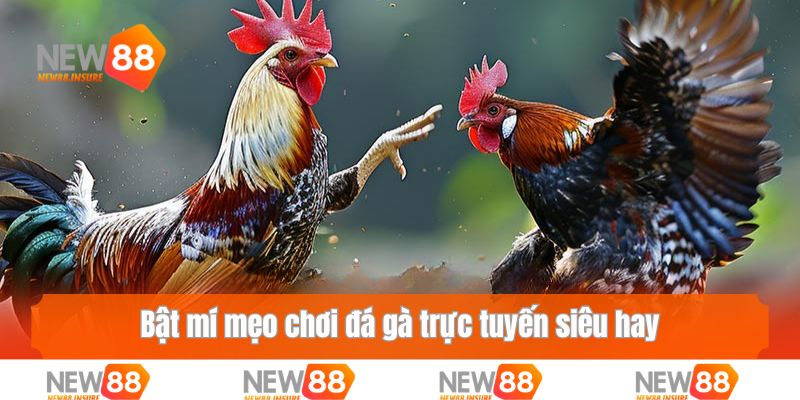 Bật mí mẹo chơi đá gà trực tuyến siêu hay, dễ ăn tiền