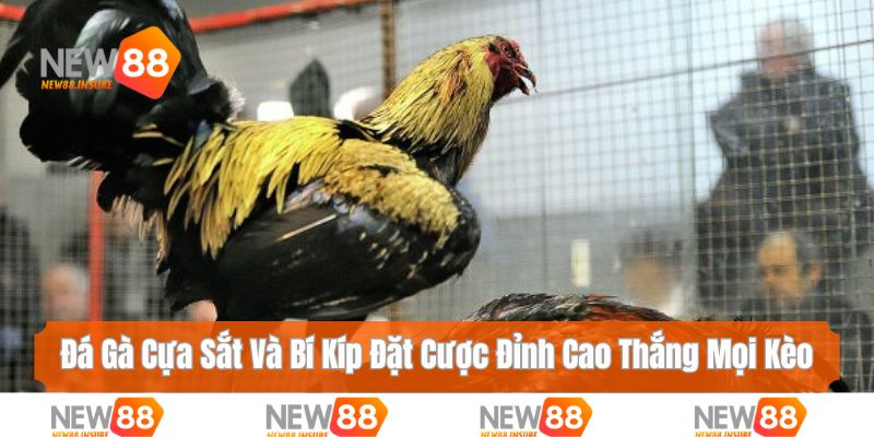 đá gà cựa sắt