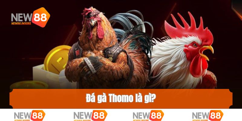 Đá gà Thomo là gì?