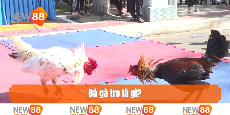 Đá gà tre là gì?