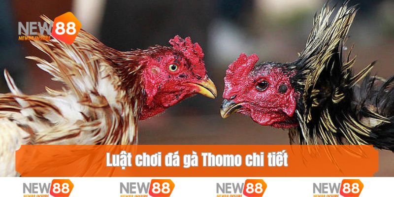 Luật chơi đá gà Thomo chi tiết