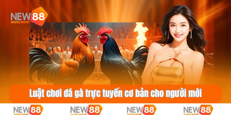 Luật chơi đá gà trực tuyến cơ bản cho người mới bắt đầu