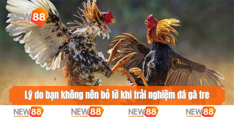 Lý do bạn không nên bỏ lỡ khi trải nghiệm đá gà tre
