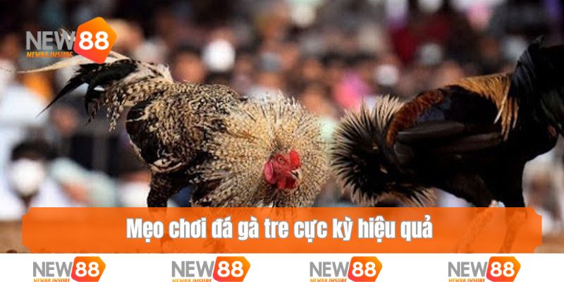 Mẹo chơi đá gà tre cực kỳ hiệu quả