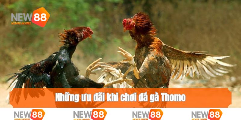 Những ưu đãi khi chơi đá gà Thomo