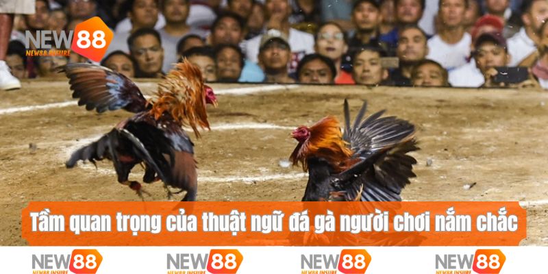 Tầm quan trọng của thuật ngữ đá gà người chơi nắm chắc