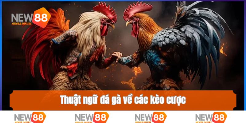 Thuật ngữ đá gà về các kèo cược