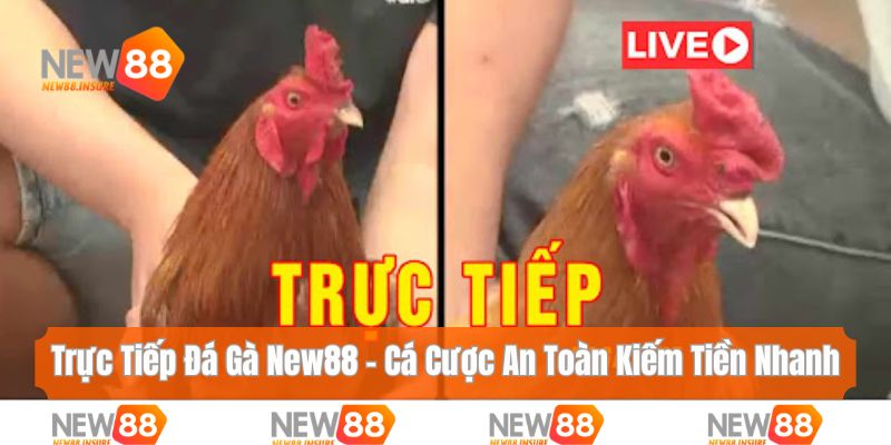 Trực tiếp đá gà